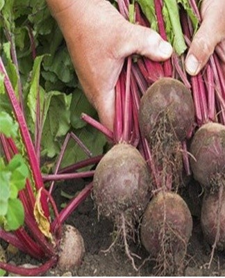 The keeping quality of beets increases a correct harvest.