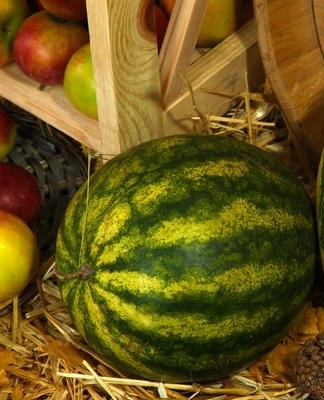 A watermelon that has been cut before spoils very quickly.