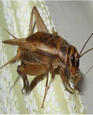 If crickets just appeared, after finding individuals, you need to cover them with a jar, and then destroy them.