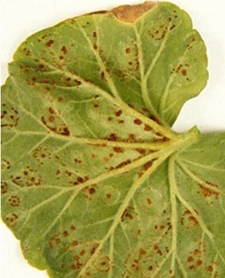 Over time, the growths crack and the spores of the fungus come out.