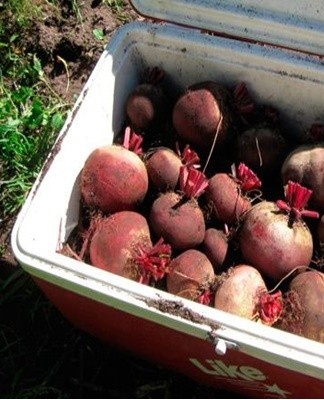 The tops are cut off with a knife, scissors or shears, leaving tails 1-3 centimeters long.