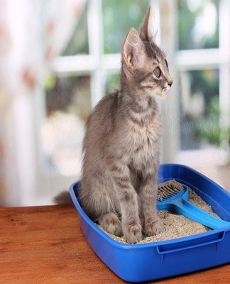 The filler should be changed every 3-4 days in an adult animal.