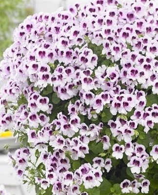 Vague spots appear on the surface of the petals