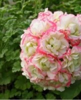Growing and caring for pelargonium at home for beginners