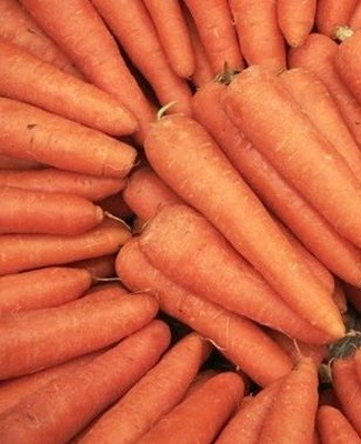 fresh carrots