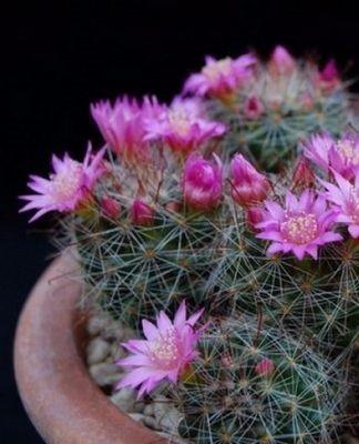 blooming cacti