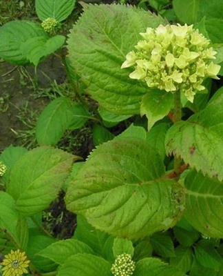 Garden hydrangeas can be affected by various fungal diseases.