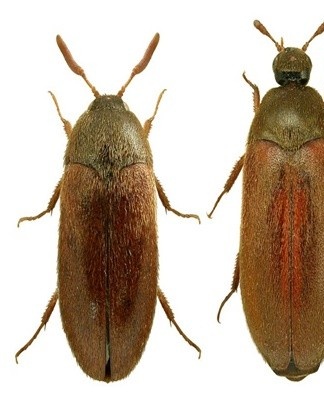 Before starting disinfection, it is necessary to close windows, doors, ventilation ducts.