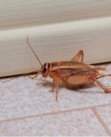 TOP 16 methods to get rid of a cricket in an apartment and house