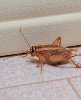 TOP 16 methods to get rid of a cricket in an apartment and house