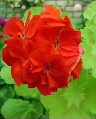 Sprouting outdoors, ivy flower shoots scatter up the rocky slopes