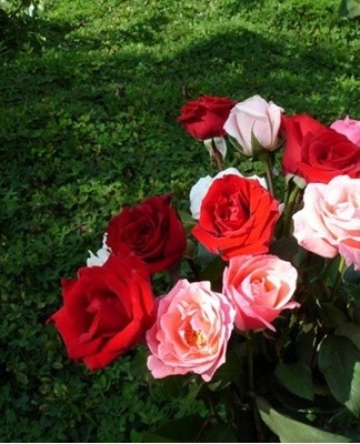 Rules for growing and caring for roses in the open field