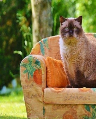 This is a relatively inexpensive option that makes the chair easy and convenient to clean.