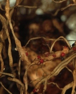 A parasitic worm that infects the root system and trunk of garden hydrangeas.