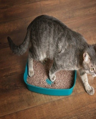 It is necessary to carefully study the behavior of the animal and only then to make a decision.