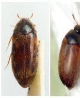 TOP 18 methods to permanently get rid of tough skin in an apartment