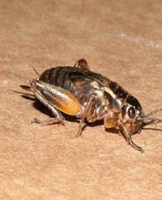 To force insects out of the basement, to crawl under baseboards, spray a can of insecticide.