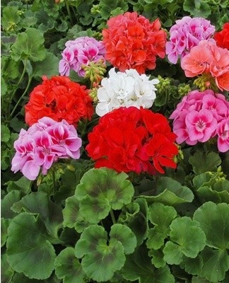 The small leaves are slightly wrinkled and pubescent.