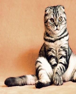 Sexually mature and unsterilized cats mark their territory.