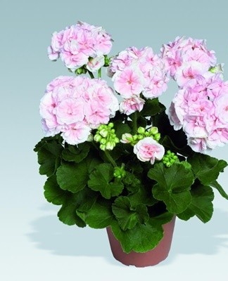 The most suitable temperature for plants varies between 25 and 27 degrees.