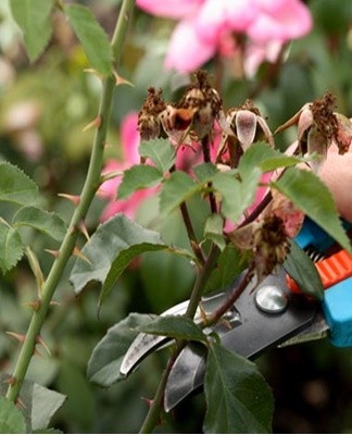 Fall pruning should be done during the first frost period.