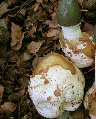 The variety is used in folk medicine against skin, oncological and bronchopulmonary diseases.