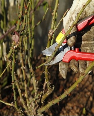 The main purpose of pruning is to remove diseased and dried branches, as well as to stimulate the expansion of future inflorescences.