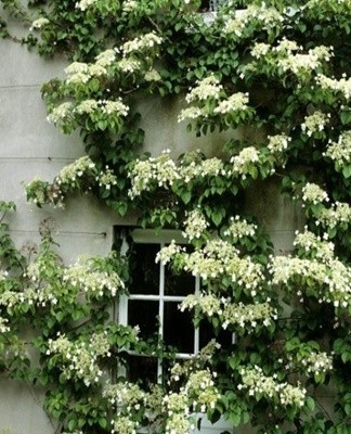 It can reach a height of 10 meters, suitable for decorating gazebos and terraces.