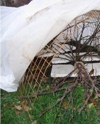 Even frost-resistant varieties of roses need additional shelter for the winter in regions with a temperate climate.