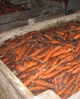 carrots in the basement