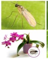 What to do and how to fight if midges are in the orchid