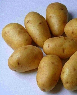 potato variety
