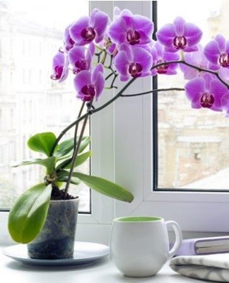 orchid
