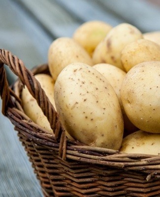 potato variety