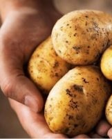 Terms and means of properly storing potatoes for the winter in an apartment and cellar