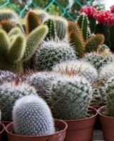 How to properly care for a cactus at home, transplant and water it
