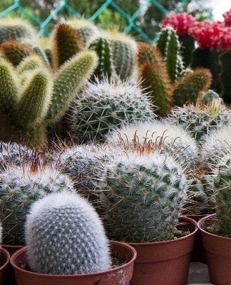 many cacti