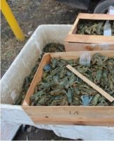 How much and how to store crayfish at home?