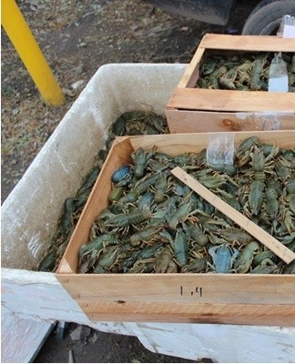 If the transport time does not exceed 4-5 hours, a damp canvas bag can be used as a container.