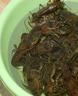 It is important to pre-adjust the water, standard tap liquid with high chlorine content will not work.