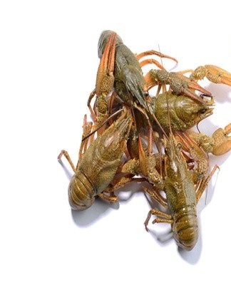 If your refrigerator has a compartment with a temperature of 0 ... + 1 °C to keep food cold, you can use it.