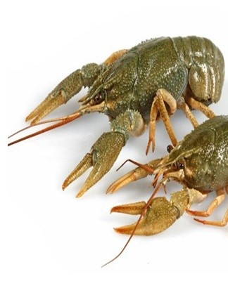 With strong freezing for the winter after boiling, crayfish can be stored in the freezer without losing taste for up to 15 days.
