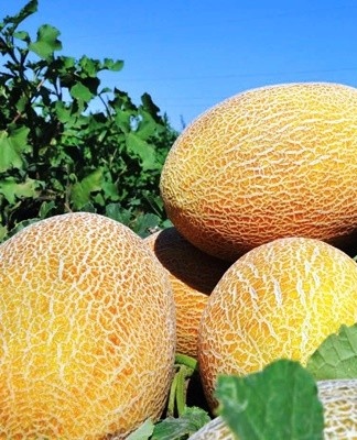 Using the net as a storage container has shown good results in extending the shelf life of the product.