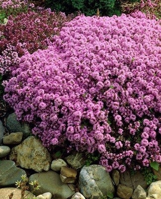creeping thyme