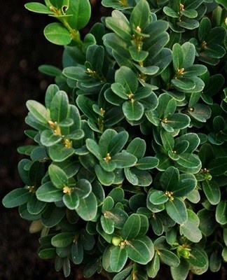 boxwood