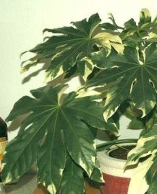 fatsia flower