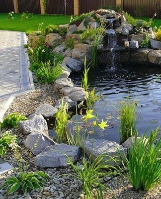backyard pond