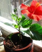 Rules for planting and caring for indoor hibiscus at home