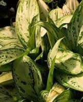 Rules for the care and cultivation of aglaonema at home, description of varieties