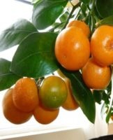 Rules for growing and caring for a tangerine tree at home
